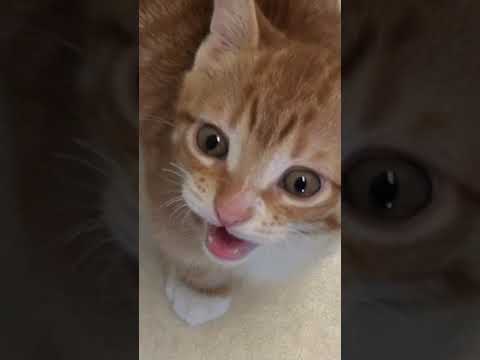Cute Cats and Kittens Meowing Compilation #shorts
