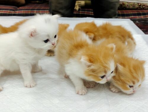 Persian kittens for sale in Asifnagar | punch face Persian adult cats for sale in Hyd #9381392371
