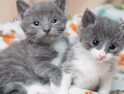 Cute Kittens - We Care Street Cats Just Watch&Like to Support