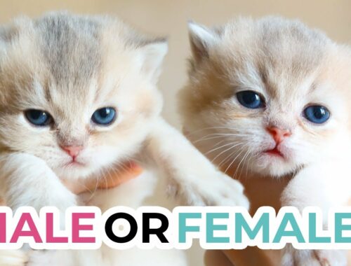 HOW TO TELL THE SEX OF A KITTEN at 3 weeks old | British Shorthair & Scottish Fold Kittens + Quiz!