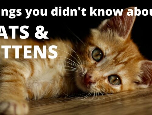Things you didn't know about Cats & Kittens