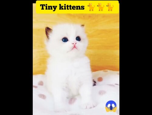 Tiny kittens #short #shortvideo #shortsfeed #cutecat #youtubeshorts