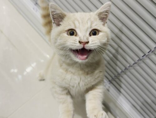 Kitten Meowing (Cuteness Overload)