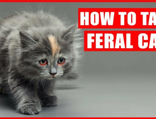 How to Tame Feral Kittens (From Hiss to Kiss)
