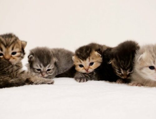 The characteristics of the five kittens came out little by little