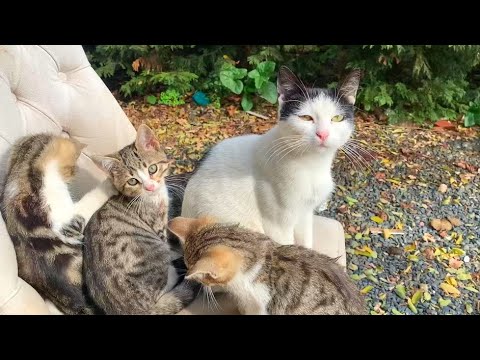 Hungry kittens want milk from mother cat, super cute