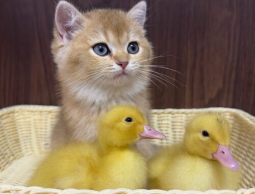 Cute kittens and ducklings eat salmon meat together.