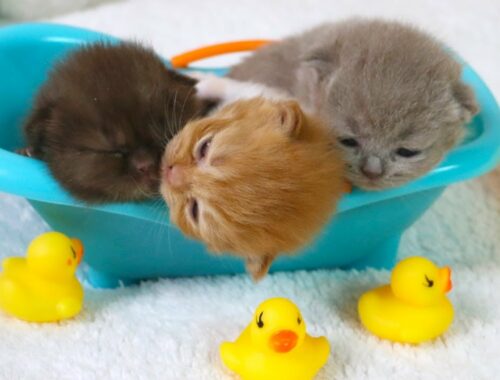 Looking Back at Tiny kittens Taking their First toy Bath! @Sleet Kitten