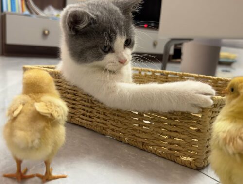 Kittens are like chicks' mothers.Their lives