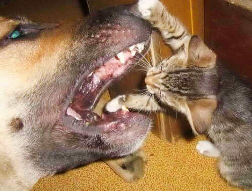 Dogs Who Love Kittens Since The Moment They Met - Awesome Friendship