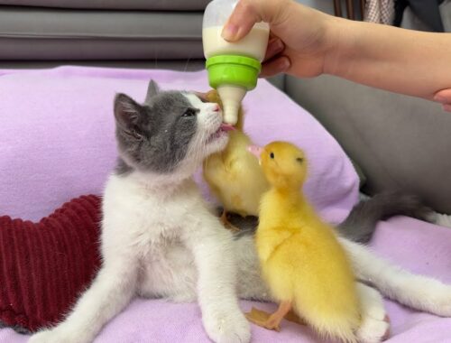 Kittens and ducklings are frantically drinking sheep's milk!