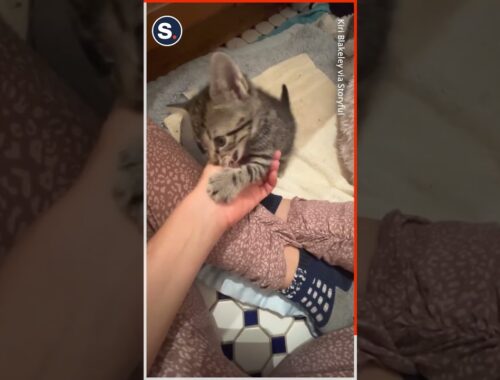 ‘Natural Way’ to Teach a Kitten to Stop Biting