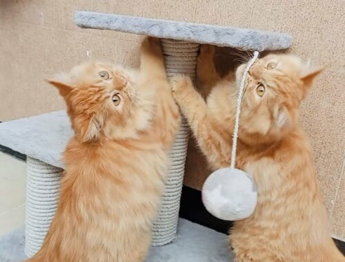 Kittens Playing With pole And meowing want to Eat Food So Cute Baby Cat #kittenplaying #kitten #cute