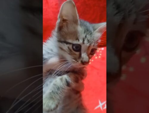 cute kitten #cutecat #ashortaday #youtubeshorts