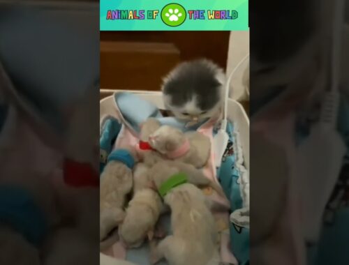 Funny puppies and kittens #shorts #respect #viral #youtubeshorts