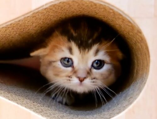 Hide-and-seek master kitten Kiki
