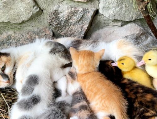 It is amazing! Mother cat feeds baby ducks as her kittens!