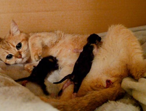 Mother Cat Mimi Giving Birth to 3 kittens