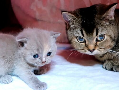 Kitten Kiki Meets Adopted Tiny Kittens! @Sleet Kitten