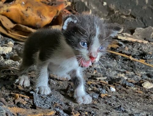 5 Videos of Abandoned Kittens | Animals in Crisis