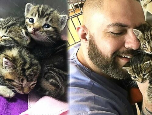 Man Rescues Three Kittens And They Decide He Is Their Mother