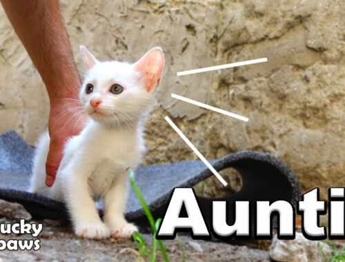 Aunt cat adopts her niece kittens in order to save them: from 45-225 days! | Lucky Paws