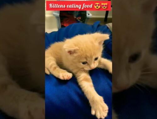 kittens eating food #shorts #viral #kitten #cat