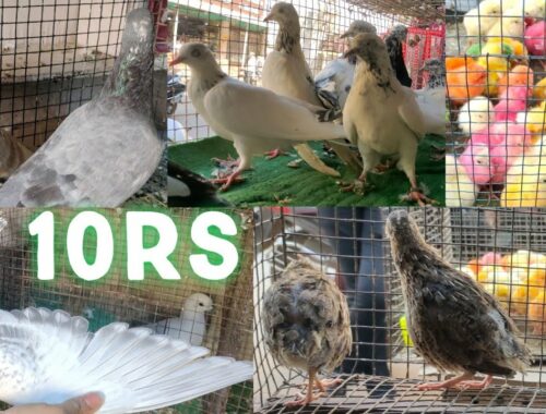6301027734 | pets store in Hyderabad kalapathar | Persian kittens | African love birds | pigeons lot