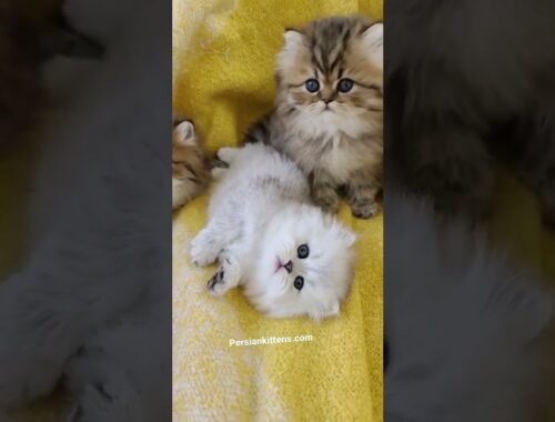 Baby kittens *cuteness overload*