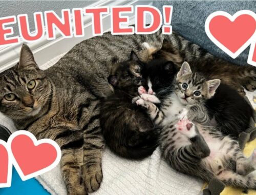 Mama Cat Reunited with Kittens After Weeks Apart