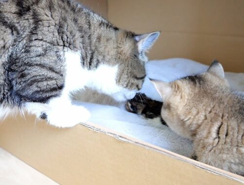 Daddy cat Coco meets baby kittens for the first time