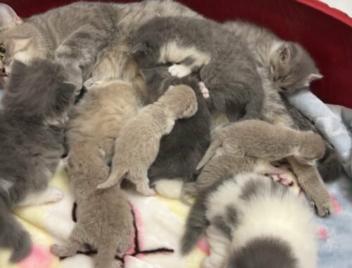 The mother cat received 4 new kittens - A total of 11 kittens.