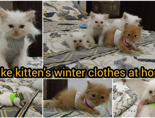How to make kittens winter clothes at home | Ghr m kittens k kapre kese bnayen | kittens bath day..