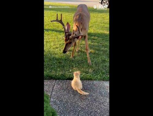 Tiny kitten befriends deer