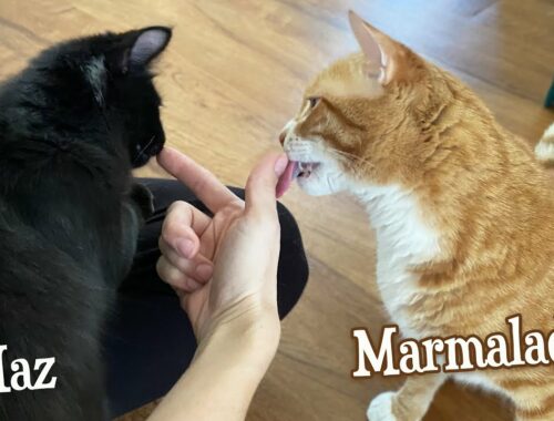 Introducing the New Kittens to Marmalade for the First Time