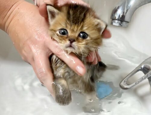 First bath for adopted kitten Kiki, who lost her mother cat