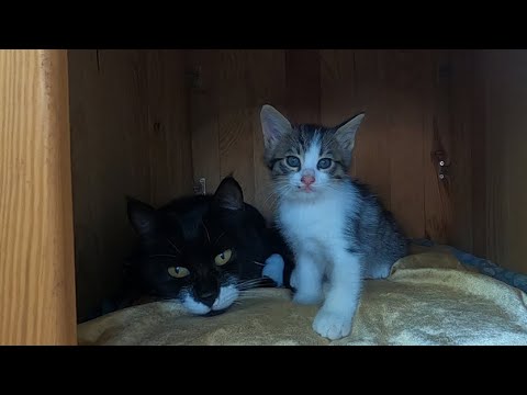Mother cat talking to her kittens with her cutest meow will warm your heart