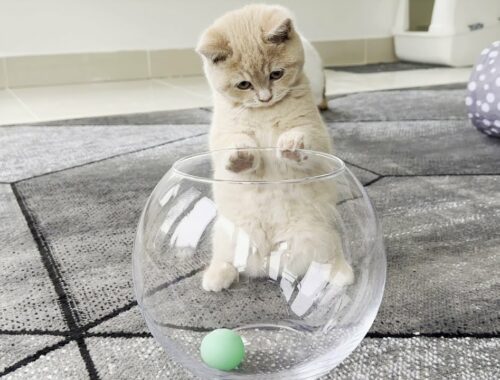 Kitten Adorably Plays With Ball