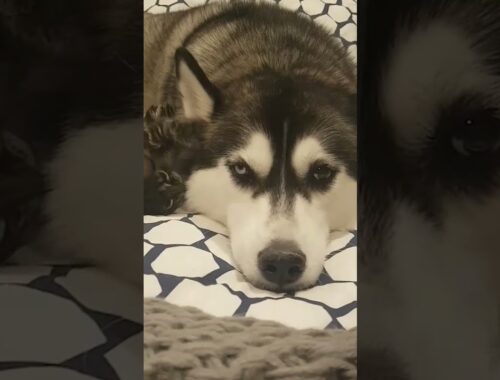 Adorable Kitten Messes with Cute Husky Pup! #Shorts #Dogs #Kittens
