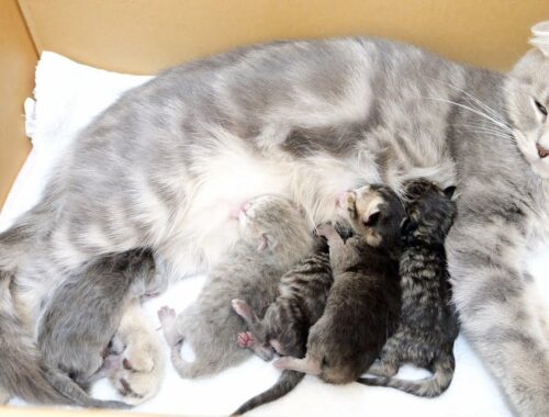Lulu gave birth to 5 cute kittens. [Special Edition]