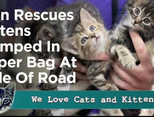 Man Rescues Kittens Dumped in Paper Bag on Side of the Road