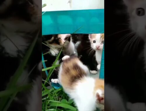 This was few years ago. Look at all of these kittens. Most of them are in good homes now #cat #cats