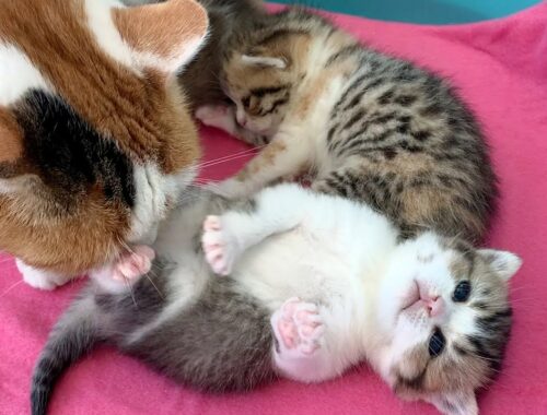 Cat mom care to keep kittens clean, but they want to fight for milk