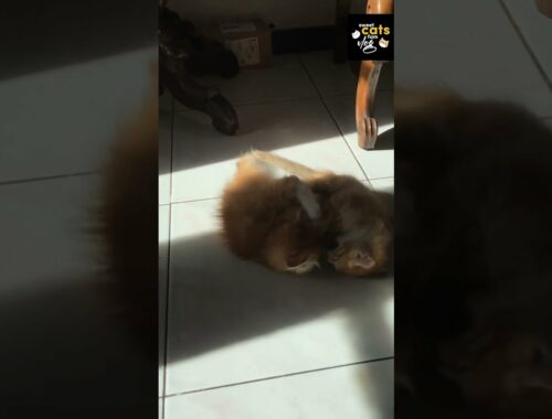 Lillo & Yello ~ Cute Kittens Fighting part 2 \ Anak Kucing Lucu Sedang Main Berantem bag 2 #shorts