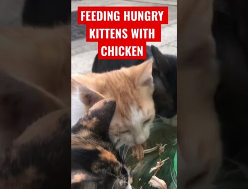 FEEDING HUNGRY KITTENS | WITH CHICKEN |