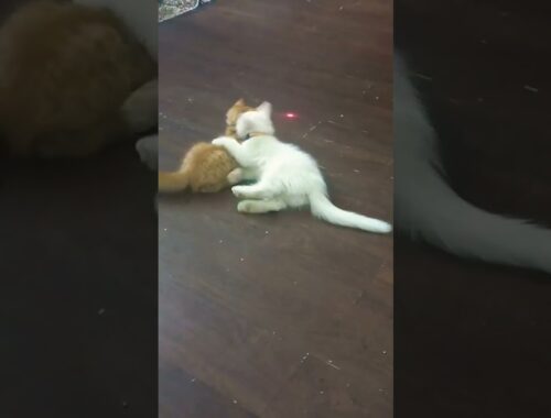 Persian Kittens playing. #petlover #cat #viralvideo #catlover #home #persiancat
