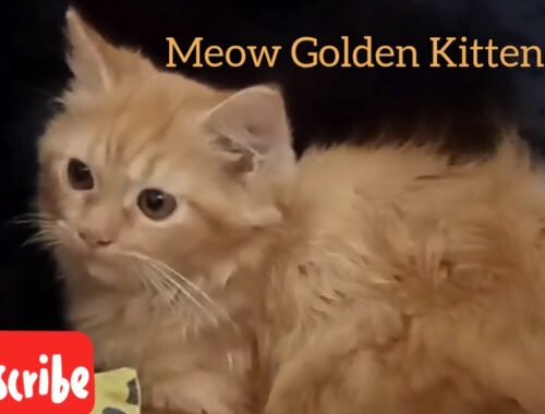 cats || Meow Golden Kittens|funny cat| cat video|