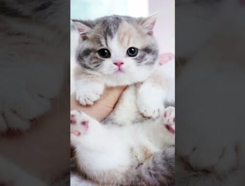 New Kittens Video #funnycats  #kittens #cute #youtubeshorts #viralvideo #funnyanimalsvideo