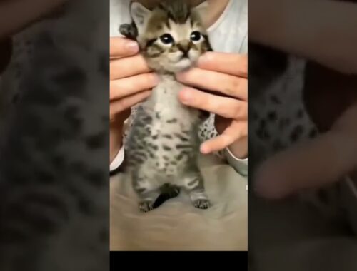 cute kitten #cutecat #nicecat #fancy #cats #short #meow