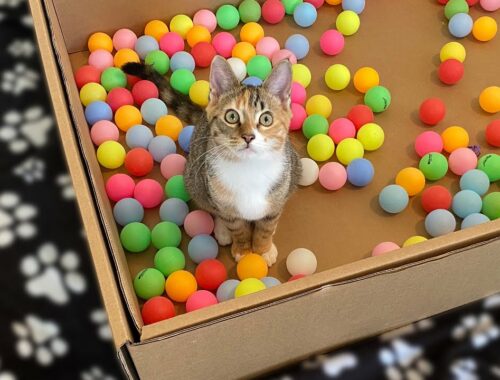 Two Kittens and 100 Balls in a Ball Pit!